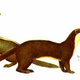 Illustration for article titled Monday Mustelid - Mustela strigidorsa Edition